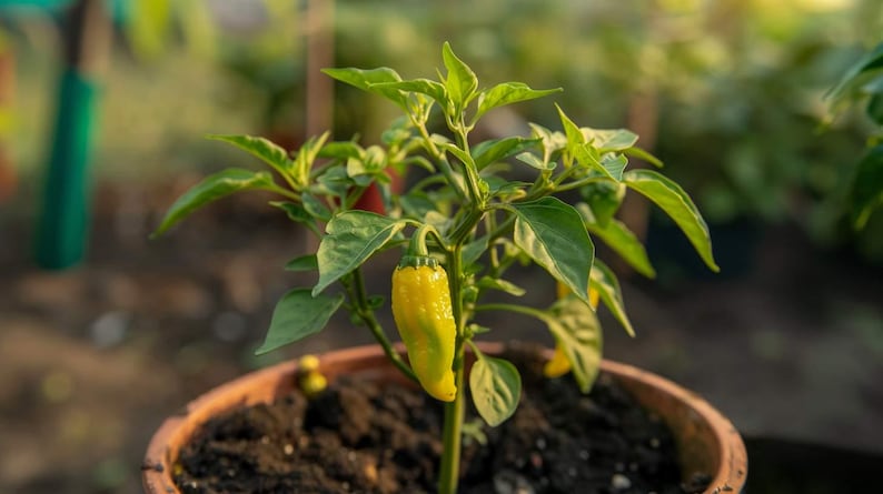MsYancyNetworkCo Lemon Drop Pepper Seeds - Thumbnail 3