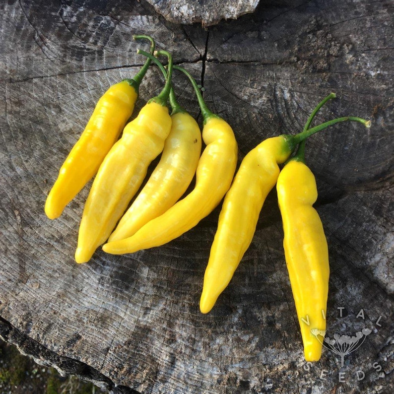 MsYancyNetworkCo Lemon Drop Pepper Seeds - Thumbnail 4