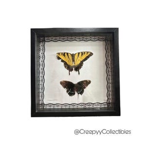 butterfly shadow box *read description*