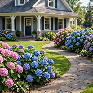 May include: A stone pathway curves through a lush garden filled with vibrant pink, blue, and purple hydrangea bushes. In the background, a light blue house with white trim and a dark front door sits behind the blooming flower beds.