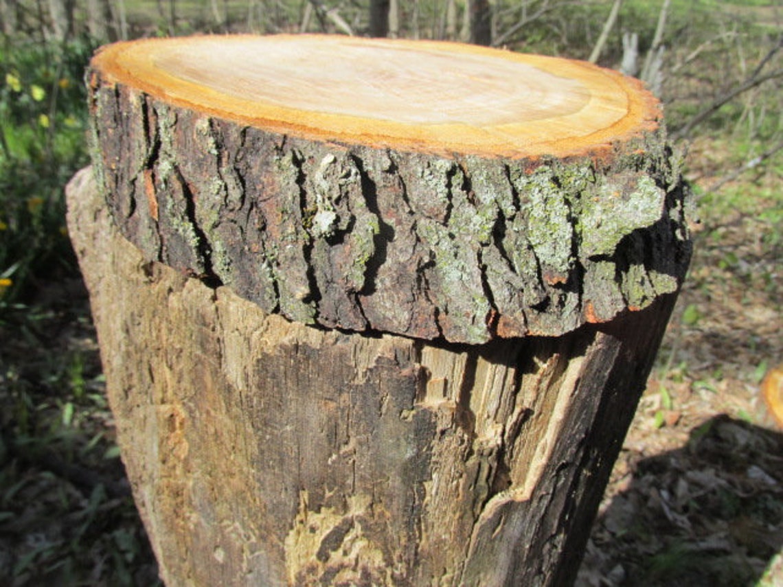 Wild Cherry Wood 10 X9 1/2 X 22 1/2 Slice Fresh Cut Etsy