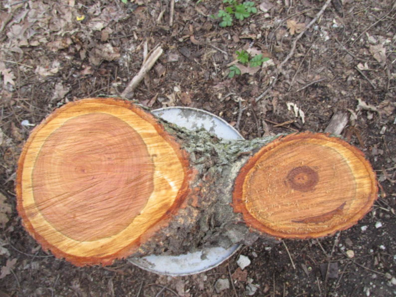 Wild Cherry Wood 19 x9 x 33 1/2 Slice Fresh Cut Cookie Etsy