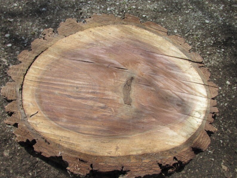 11 x13 x2 1/2 Fresh Cut Walnut Wood Slice Live Edge Etsy