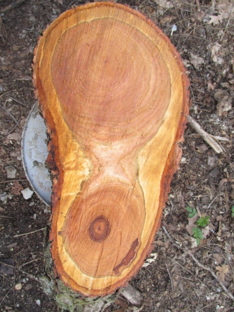 Wild Cherry Wood 19 x9 x 33 1/2 Slice Fresh Cut Cookie Etsy