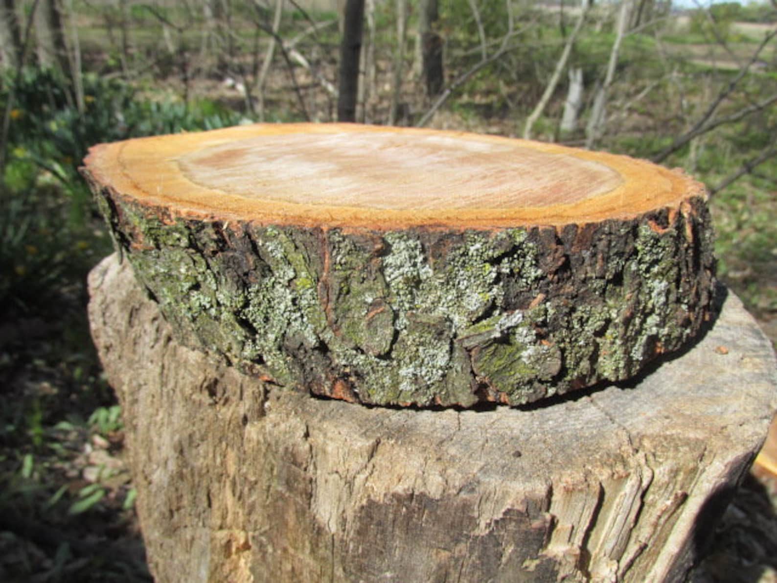Wild Cherry Wood 10 X9 1/2 X 22 1/2 Slice Fresh Cut Etsy