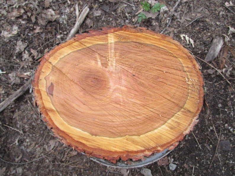 Wild Cherry Wood 13 X9 X 2 Slice Fresh Cut Cookie Stool Etsy