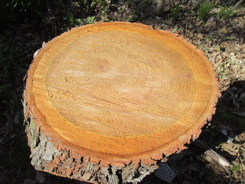 Wild Cherry Wood 10 X9 1/2 X 22 1/2 Slice Fresh Cut Etsy UK