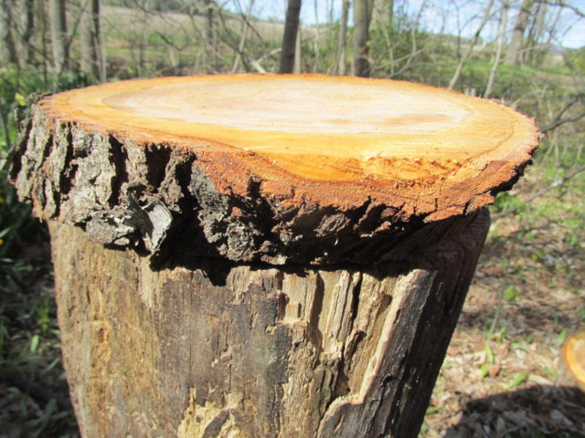 Wild Cherry Wood 10 X9 1/2 X 22 1/2 Slice Fresh Cut Etsy