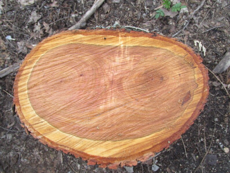 Wild Cherry Wood 13 X9 X 2 Slice Fresh Cut Cookie Stool Etsy
