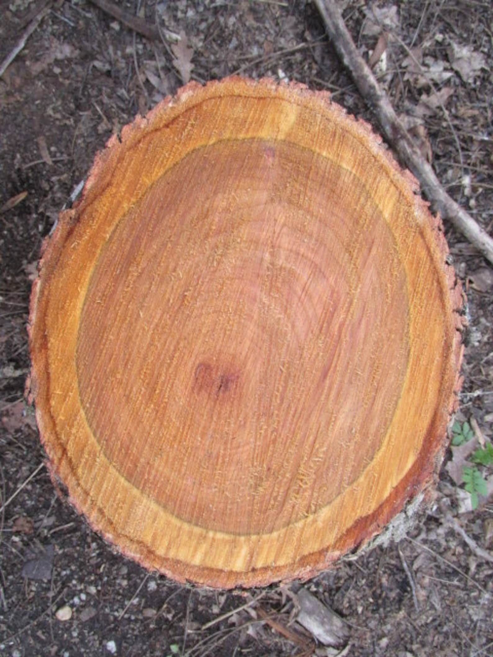 Wild Cherry Wood 10 X9 1/2 X 22 1/2 Slice Fresh Cut Etsy