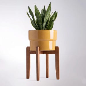 Puede incluir: Una planta de serpiente en una maceta de cerámica amarilla, colocada sobre un soporte de madera. La planta tiene hojas largas, verdes y amarillas a rayas. La maceta es de color amarillo brillante y el soporte es de madera natural.