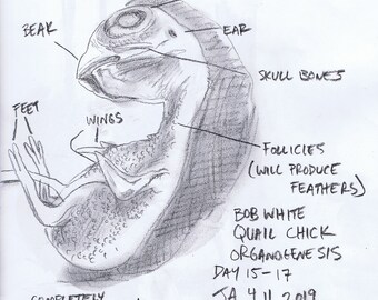 Chick organogenesis, 8-17 days