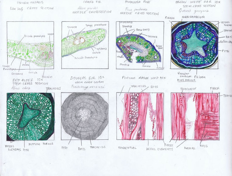 A Drawing of Microscope Slides From Angiosperm and Gymnosperm Etsy