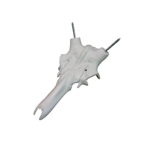 Cráneo de ciervo, montura de astas, trofeo