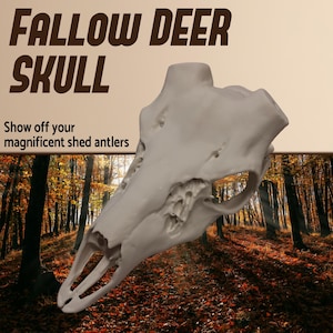 May include: A light gray fallow deer skull with the text "FALLOW DEER SKULL" and "Show off your magnificent shed antlers". The skull is set against a backdrop of a forest with autumn foliage.