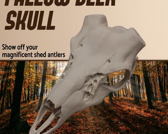 Fallow Deer Skull, Antlers mount, Trophy