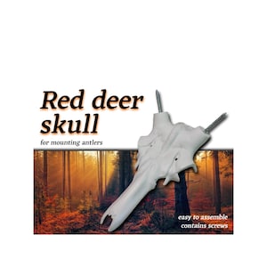 Red Deer Skull