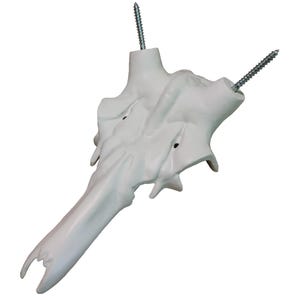Deer Skull, Antlers mount, Trophy