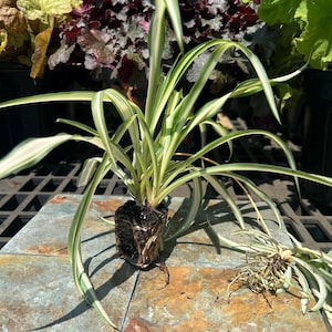 Spider Plant, Variegated, Chlorophytum