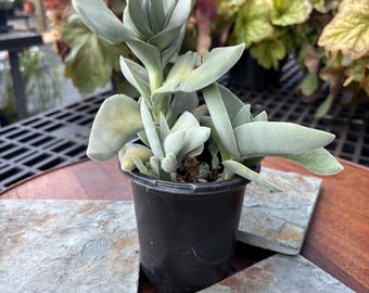 Propeller Plant, Crassula perfoliata v. falcata