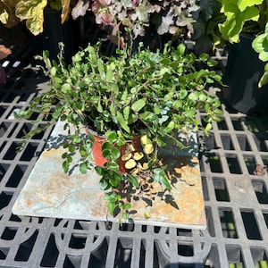 Button Fern