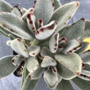 Panda Plant, Kalanchoe Tomentosa