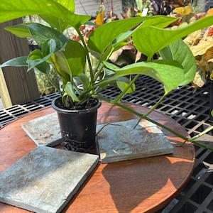 Jade Pothos, Epipremnum aureum