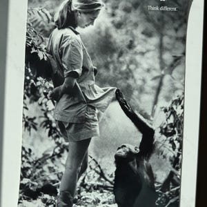Scarce 1998 Original Apple Poster - Jane Goodall “think Different