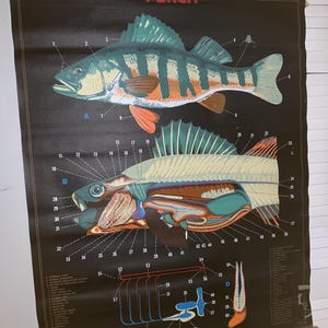 May include: Vintage educational poster of a perch fish, featuring detailed illustrations of the fish's anatomy. The poster is black with colorful diagrams and the word "PERCH" at the top. It is mounted on wooden dowels for hanging.