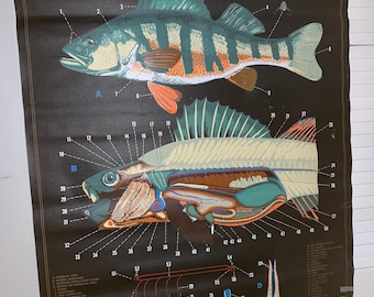 Vintage Turtox Products Classroom Pull Down Chart of PERCH