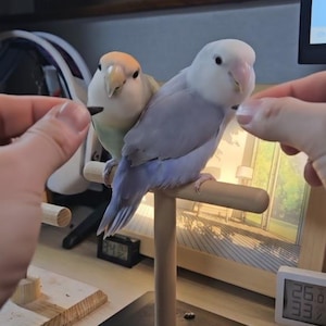 May include: Two lovebirds, one with an orange head and the other with a light purple body, perch on a wooden stand. The birds are being offered food by a person. The stand has a black base and a wooden perch.