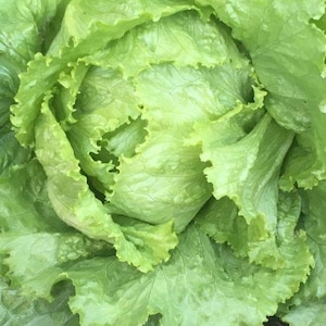 Webb Wonderful Lettuce Seeds - 25/50/100 Seed Counts