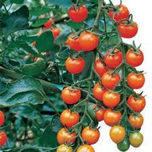 May include: Clusters of ripe, red cherry tomatoes hang from green vines. The tomatoes vary in size and ripeness, with some still green. The image is a close-up, showcasing the texture of the tomatoes and leaves.