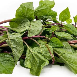 Red Malabar Spinach Seeds - 25/50/100 Seed Counts