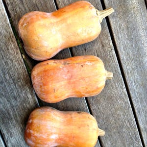 May include: Three butternut squash with orange and tan skin are arranged on a weathered wooden surface. Each squash has a bulbous bottom and a long, slender neck, with a small, dried stem. The squash are a natural food item.