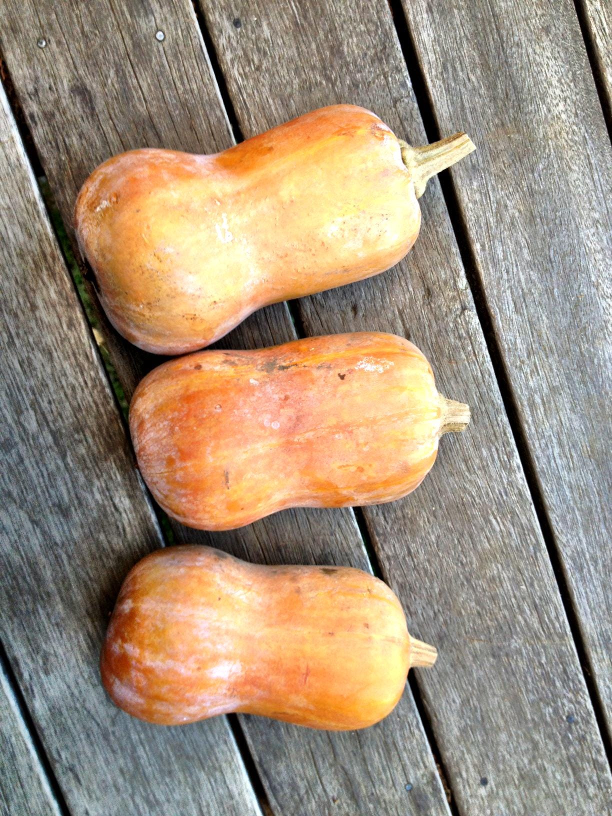 Honey Nut Squash Seeds - 25/50/100 Seed Counts - Etsy