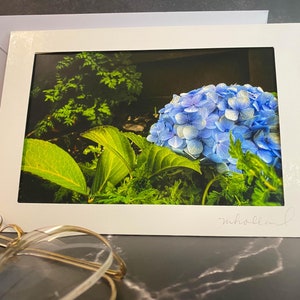 Hortensia bleu