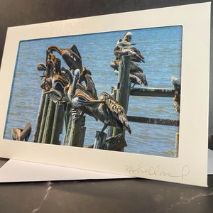 Pellicani (pellicani bruni comuni), Apalachicola, Florida.