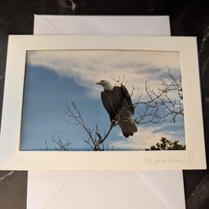 Der Weißkopfseeadler , St. Johns River, Welaka, Florida