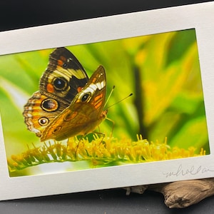 Farfalla comune Buckeye