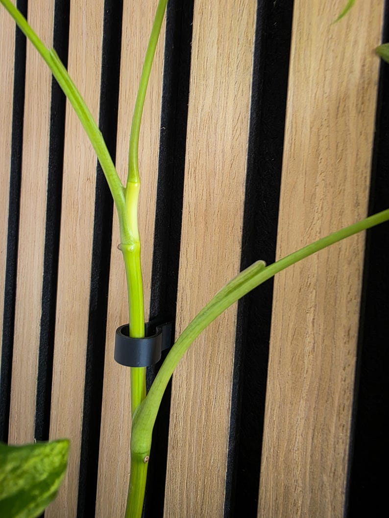 May include: A green plant with a black plastic clip holding it to a wooden wall with black vertical strips.