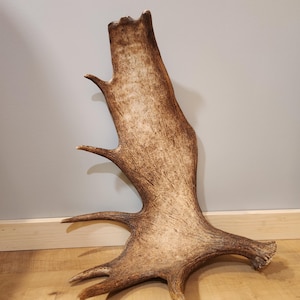 Fresh Maine Moose Shed Antler