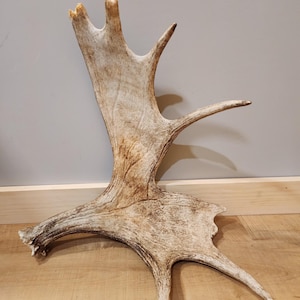 Maine Moose Shed Antler