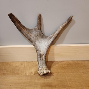 Fresh Maine Moose Shed Antler