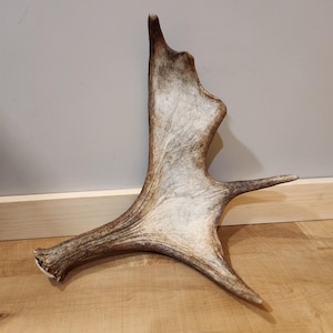 Fresh Brown Maine Moose Shed.