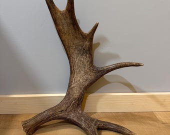 Fresh Brown Moose Shed Antler