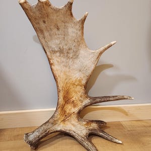 Large Maine Moose Shed Antler
