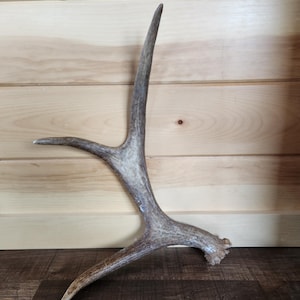 Fresh 3 Point Maine Moose Antler