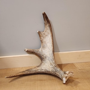Fresh Brown Maine Moose Shed Antler