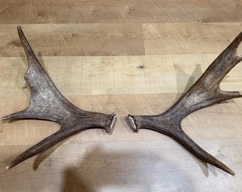 Fresh Maine Moose Shed Antler Matching Set